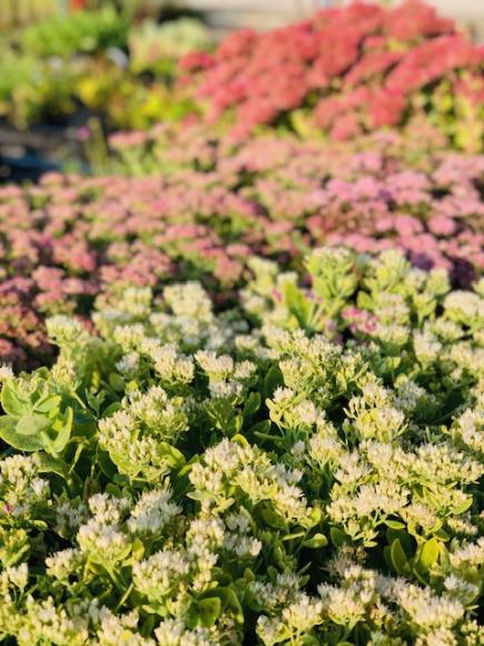 Sedum