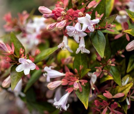 Abelia grandiflora