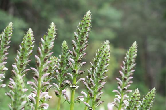 Acanthus mollis