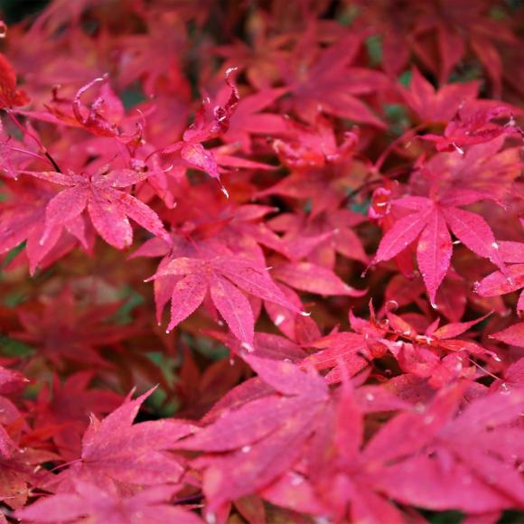 Acer conspcuum 'Red Flamingo'