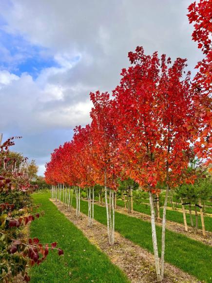 Acer freemanii 'Autumn Blaze'