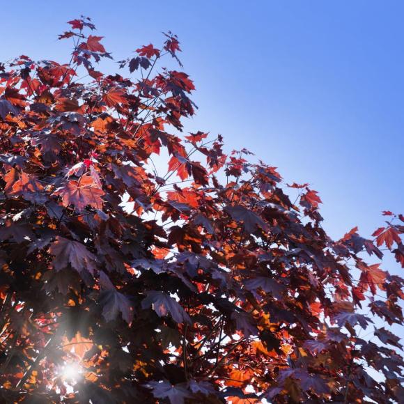 Acer palmatum 'Atropurpureum'