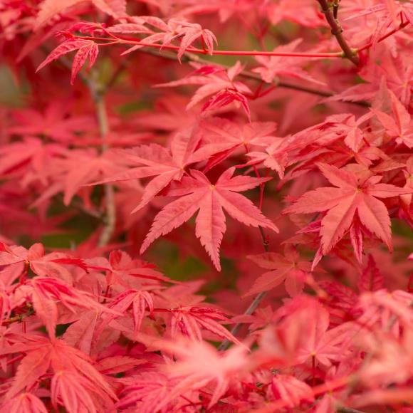 Acer palmatum 'Shania'