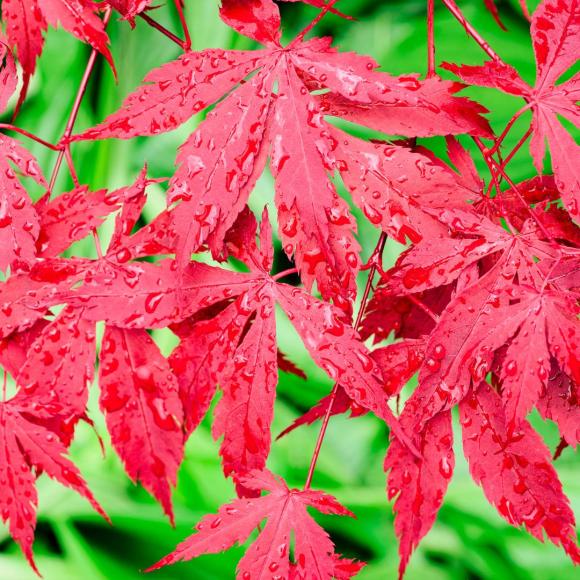 Acer palmatum 'Deshojo'