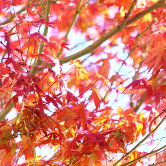 Acer palmatum 'Fireglow'