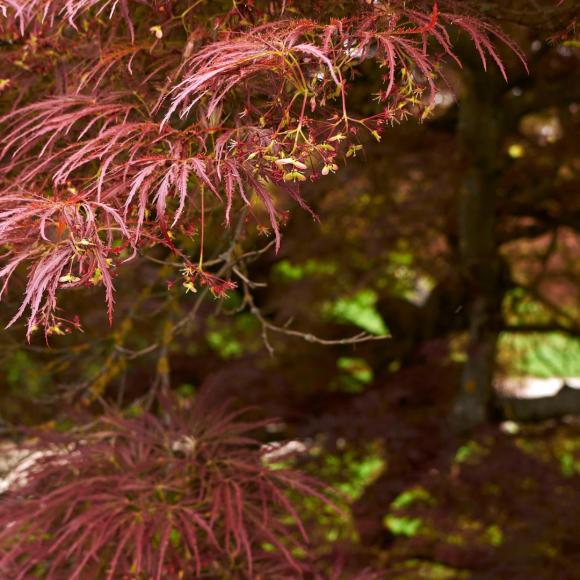 Acer palmatum 'Inaba-shidare'