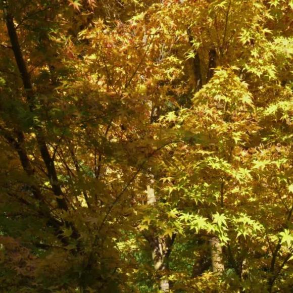 Acer palmatum 'Orange Dream'