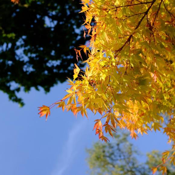 Acer palmatum 'Sangokaku'