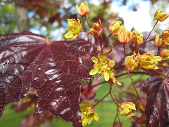Acer plat. 'Crimson Sentry'