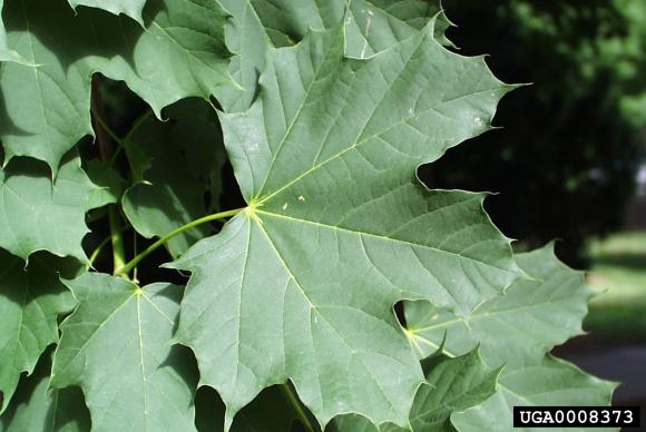Acer plat. 'Drummondii'
