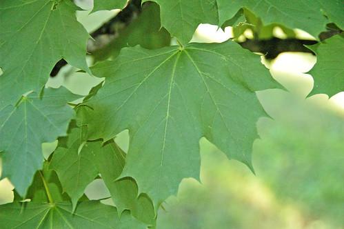 Acer platanoides