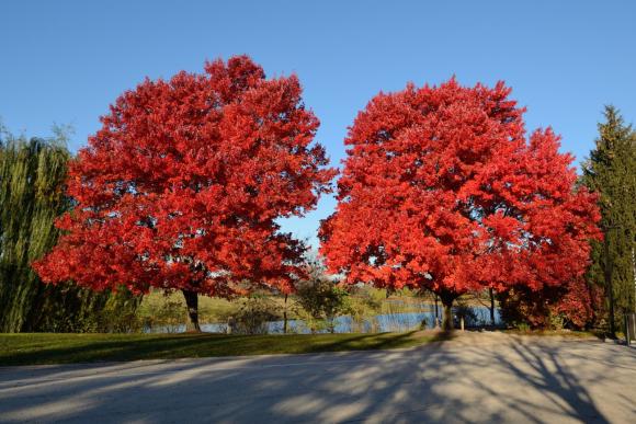 Acer rubrum 'Oktober Glory'
