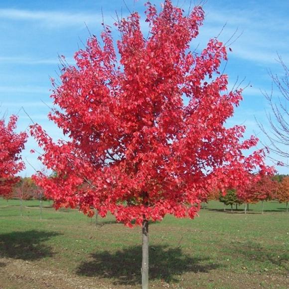 Acer rubrum 'Fairvieuw Flame'