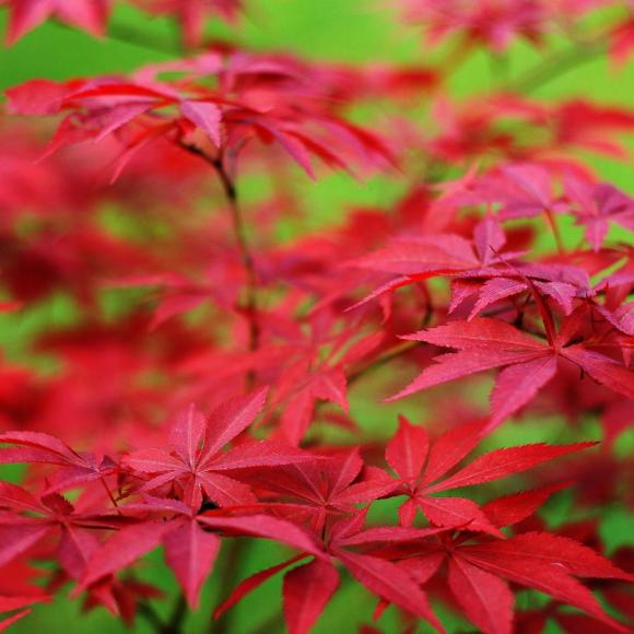 Acer palmatum