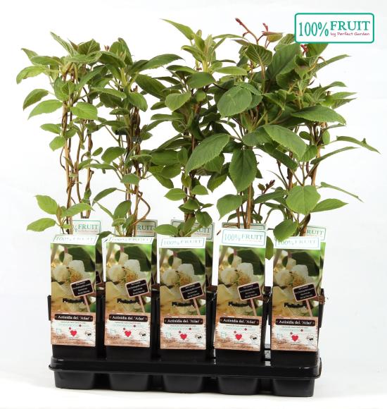 Actinidia chinensis 'Atlas'