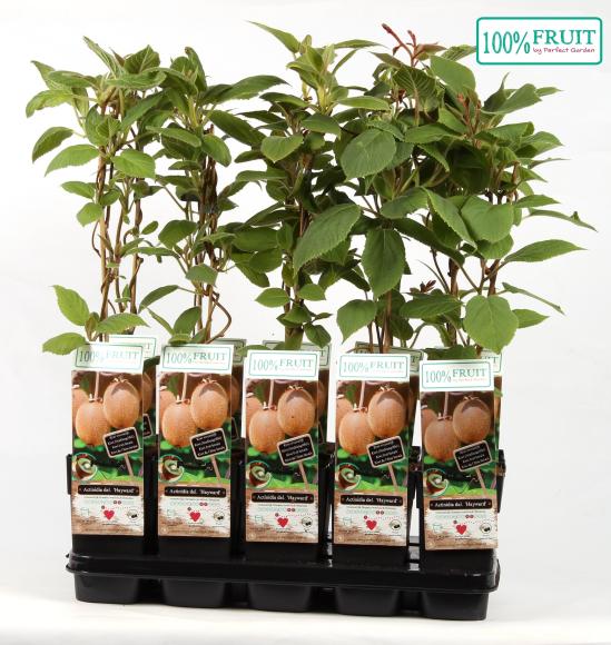 Actinidia deliciosa Hayward