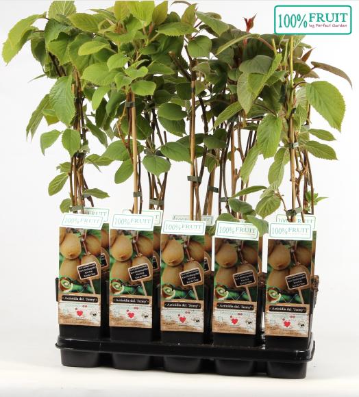 BIO Actinidia deliciosa Jenny
