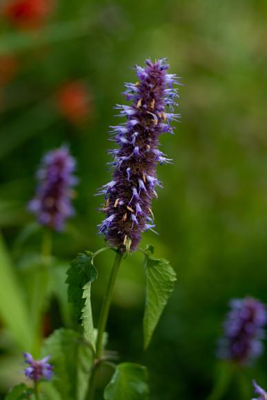 Agastache 'Black Adder'