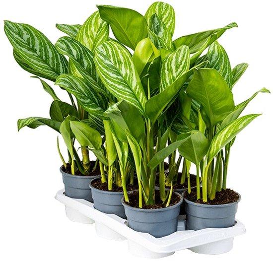 Aglaonema stripes