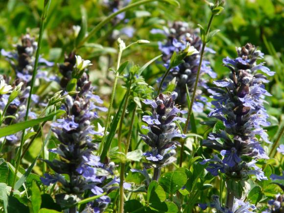 Ajuga reptans