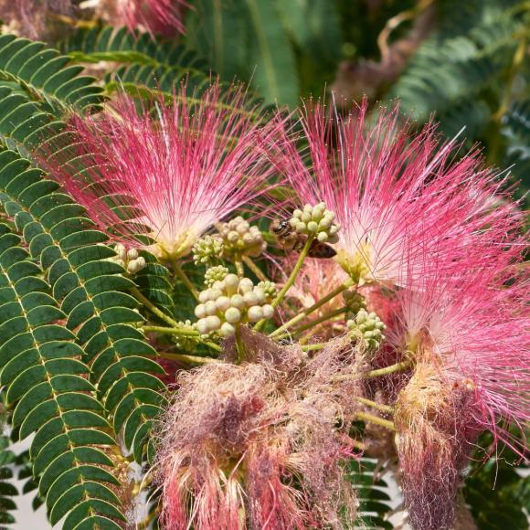 Albizia julibrussin 'Evi's Pride'