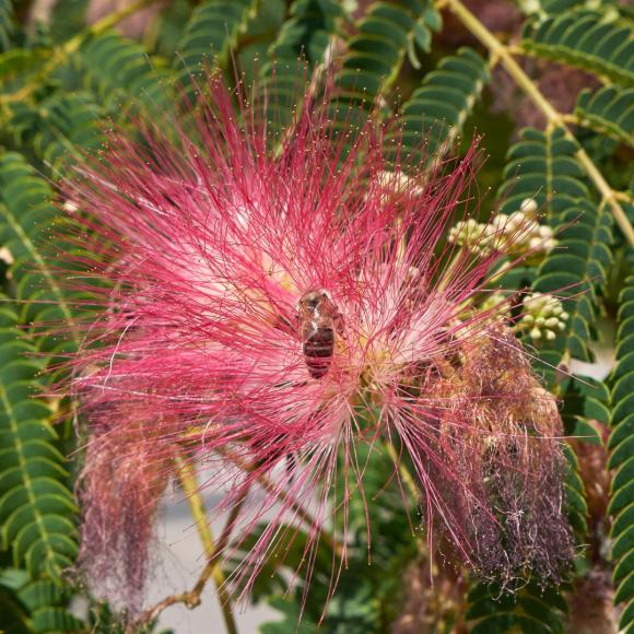Albizia julibrussin 'Evi's Pride'