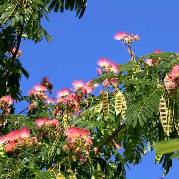 Albizia julibrussin 'Umbrella'