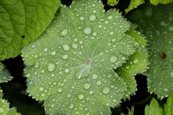 Alchemilla mollis