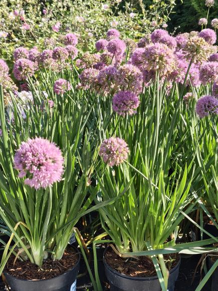 Allium Millenium