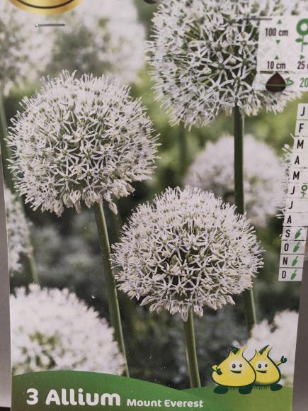 Allium Mount Everest