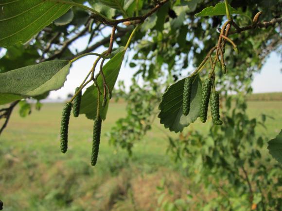 Alnus glutinosa