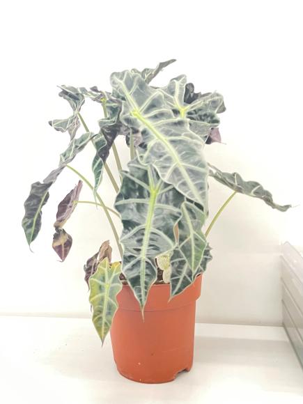 Alocasia amazonica