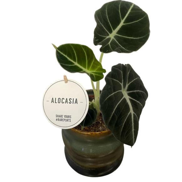 Alocasia Black Velvet