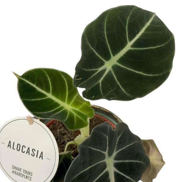 Alocasia Black Velvet