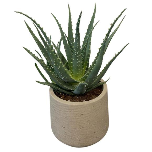 Aloe arborescens
