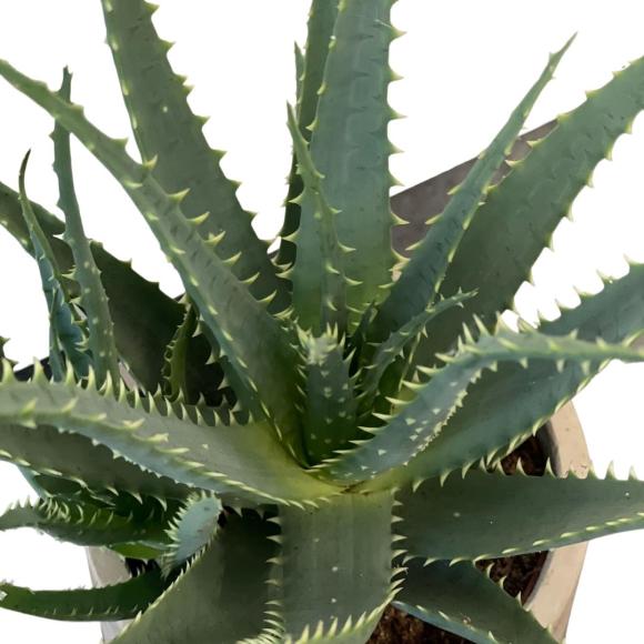 Aloe arborescens