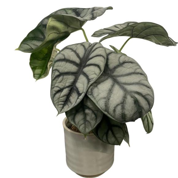 Alocasia silver dragon