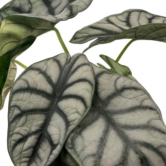Alocasia silver dragon