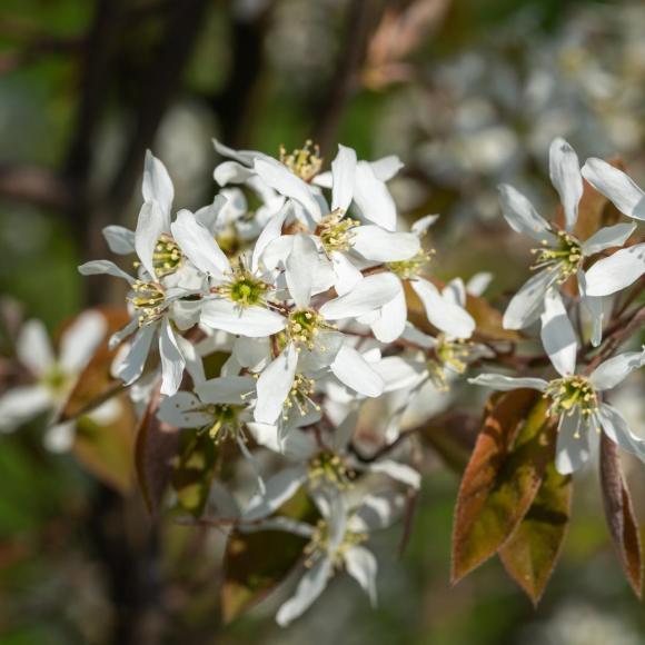 Amelanchier lamarckii
