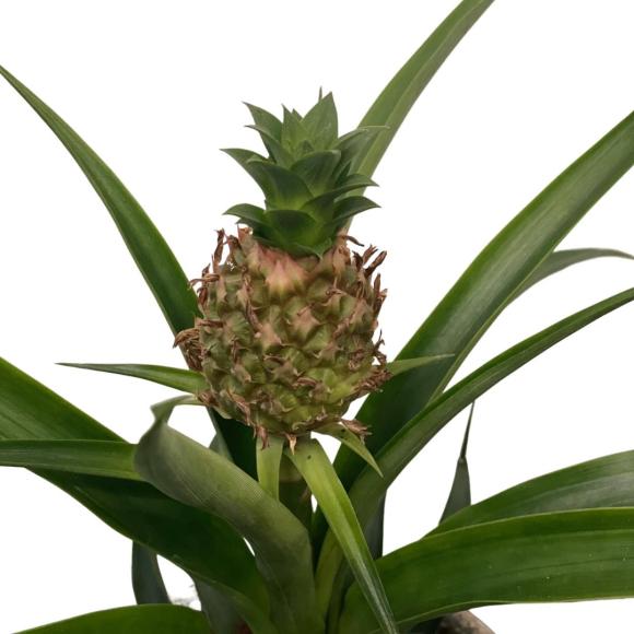 Ananas 'Mi amigo'