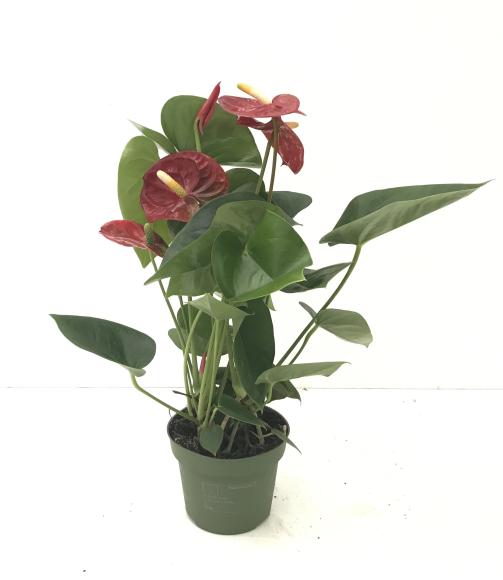 Anthurium beliza rood