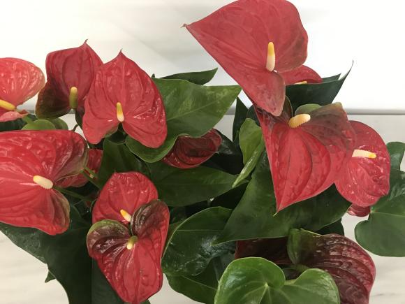 Anthurium beliza rood