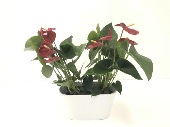 Anthurium beliza rood