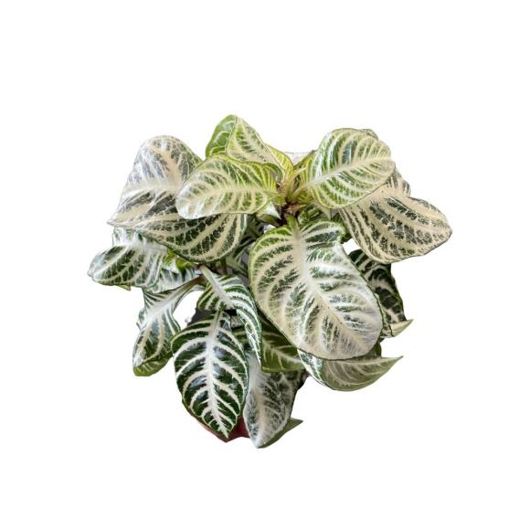 Aphelandra 'Curly White'