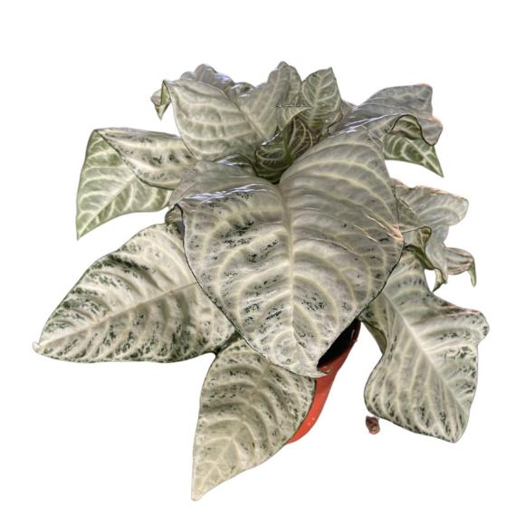 Aphelandra 'White Wash'