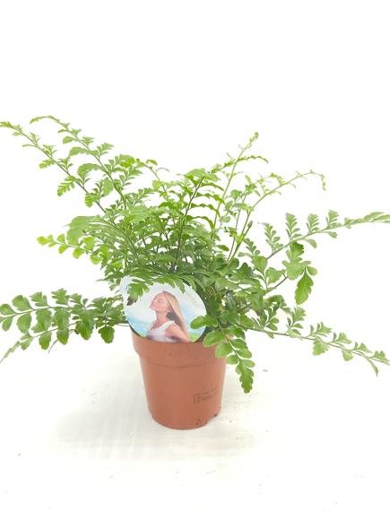 Asplenium parvati