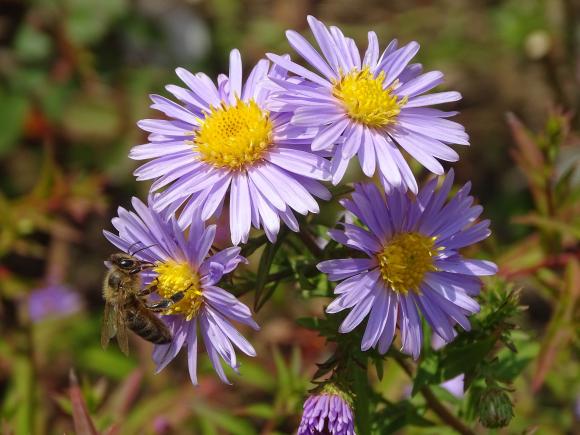 Aster amellus 'Rudolf Goethe'