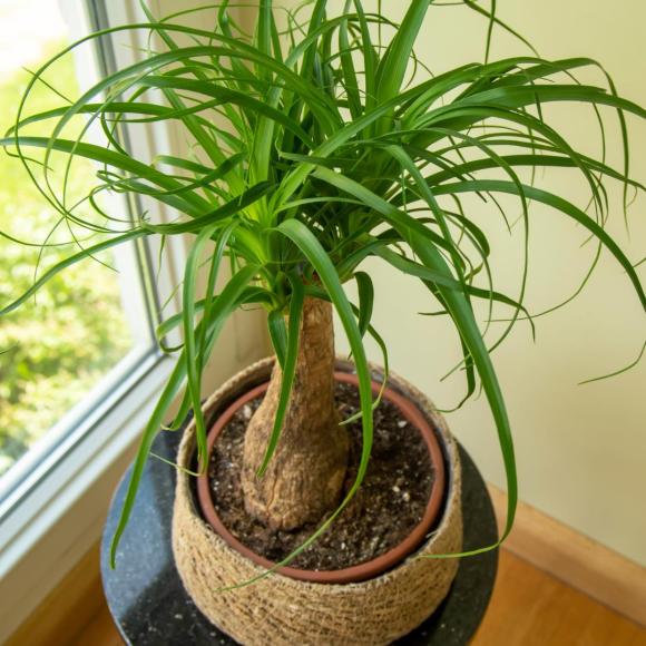 Beaucarnea recurvata