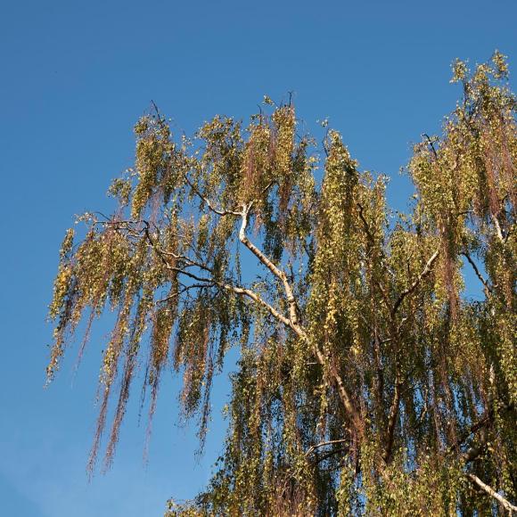 Betula pendula