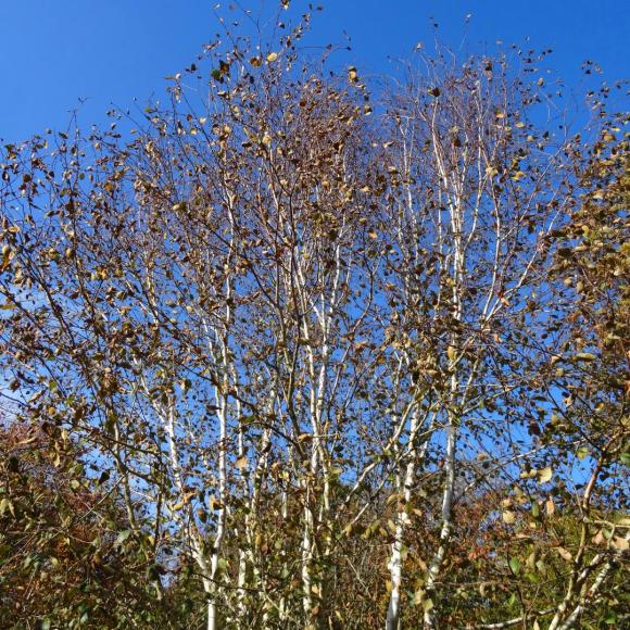Betula utilis jacquemontii